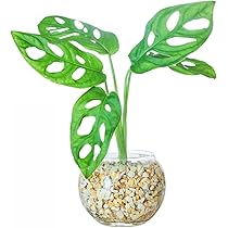 ハイドロカルチャー 観葉植物 寄植え ドラセナ マドカズラ テーブル