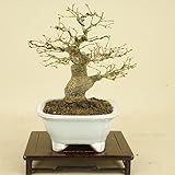 山モミジ（小品盆栽） 【雑木盆栽 紅葉】いよじ園