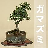 いよじ園 【】 ガマズミ 極小葉 金華山（小品盆栽）（いよじ園 伊予路園） ▼商品番号をご選択ください,3