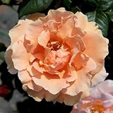つるバラ：ロイヤルサンセット大苗[繊細な花色の四季咲き人気品種][強香]