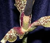 Amorphophallus kiusianus - Kyushu Voodoo Lily - 2 seeds