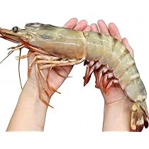 Amazon.co.jp: 超超特大！天然有頭シータイガー えび 1.5kg 6尾サイズ