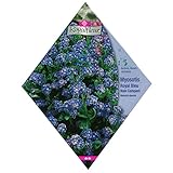 [春・秋まき　花タネ][フランス花の種]ワスレナグサ ロイヤルブルー（わすれな草） 1袋 ノーブランド品