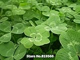 ホワイト4 4葉のクローバーの草の種子緑の屋外の庭甘い植物屋内ホーム盆栽中庭Sementes