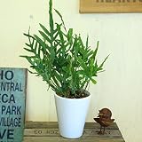 観葉植物：フレボディウム オーレウム “ブルースター”*マット白陶器鉢　しだ