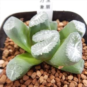 Amazon Naハオルチア 玉扇 万象 多肉植物 ハオルチア 7 5cm 観葉植物 オンライン通販