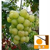 ブドウ：セトジャイアンツ（瀬戸ジャイアンツ）挿木苗4～5号ポット ノーブランド品