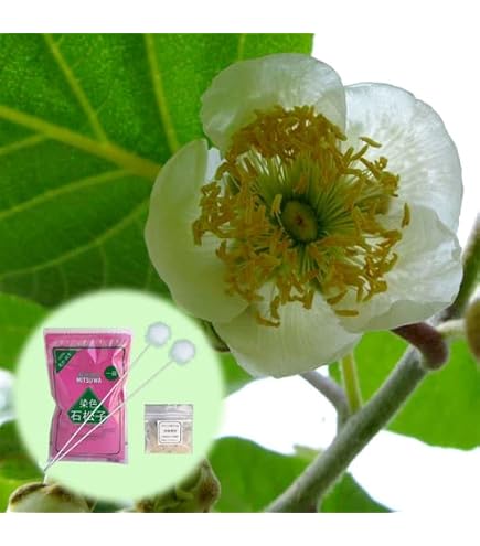 Amazon.co.jp: キウイの花粉 （キウイフルーツ受粉用） [冷凍庫で保存