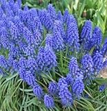 ムスカリ　　アルメニアカム　２０球入