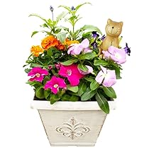 Amazon.co.jp: 季節の寄せ植え 秋冬 アンティーク調 スクエア