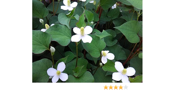 Amazon Co Jp 山菜 ドクダミ苗 3 5寸ポット Diy 工具 ガーデン