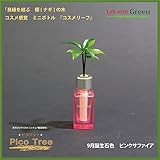 【ミニチュア観葉植物】「ピコツリー　ナギの木」コスメ感覚ミニボトル「コスメリーフ　9月誕生石色　ピンクサファイア」付き　【土なし　清潔　水やり簡単　セラハイト】　　「NHK大河ドラマ　女城主　直虎」で