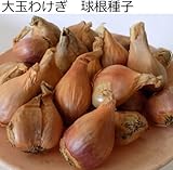 ワケギ 球根 大玉 わけぎ 球根 種子 200g