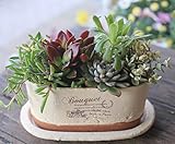 多肉植物 寄せ植え セット かわいい インテリア グリーン 観葉植物 Lサイズ