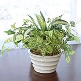 山久 ドラセナ ミックスポット VG3596 1403-3008 CT触媒加工 人工観葉植物 造花