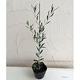 【ノーブランド品】オリーブ：ミッション4～5号ポット[塩蔵・オイル兼用種][自家結実性のある品種][苗木]