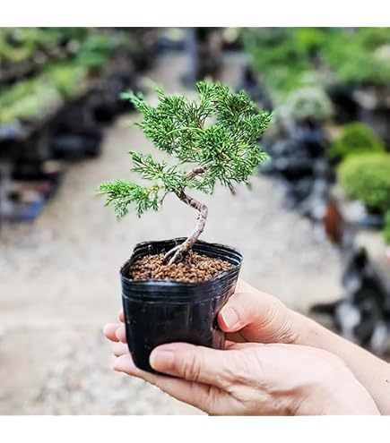 Amazon｜盆栽 糸魚川真柏（833885）【現品】｜観葉植物 オンライン通販