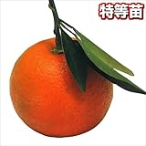 国華園　果樹苗　カンキツ　ダイダイ特等苗　1株【※発送が国華園からの場合のみ正規品です】