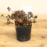 苗：深山霧島つつじ（深山紫）濃紫色