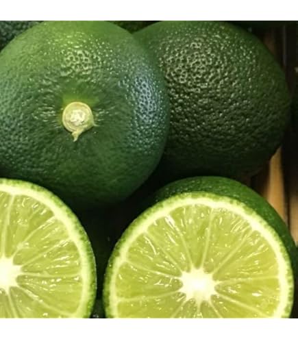 Amazon.co.jp: 柑橘類苗木 すだち（酢橘）の苗木 13.5cmポット苗 接木1