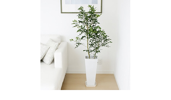 Amazon ロイヤルジャスミン ロングスクエア陶器鉢植え 観葉植物 オンライン通販 Amazon ロイヤルジャスミン ロングスクエア陶器鉢植え 観葉植物 オンライン通販