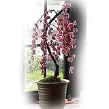 しだれ梅 梅盆栽 かわいいしだれ梅の お花です