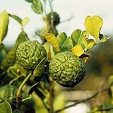 国華園　果樹苗　カンキツ　バイマックル　（コブミカン）　1株【※発送が国華園からの場合のみ正規品です】