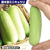 国華園　接木野菜苗　キュウリ 接木F1ホワイトラリーノ　2株【※発送が国華園からの場合のみ正規品です】