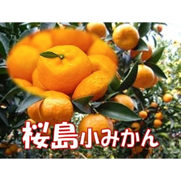 Amazon 鹿児島桜島産 訳あり 桜島小みかん 約4ｋｇ ご家庭用 サイズは大きめ スター鹿児島 みかん 柑橘類 通販