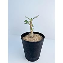 【現品】セサモタムナス ルガルディー　８号　大株　天狗のゴマすり　４T番 セサモタムナス ルガルディー 天狗のごますり Sesamothamnus lugardii