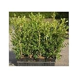 ボックスウッド　20本セット