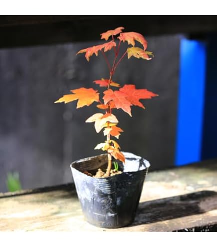 1 山採り　コハウチワカエデ 2025年最新】コハウチワカエデの人気アイテム - メルカリ