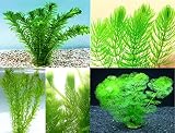 《めだか街道商品》嬉しい金魚藻３種類セット！無農薬マツモ５本＋アナカリス５本＋カボンバ５本の３種類各５本ずつのセット（ 水草）