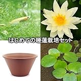 (ビオトープ/睡蓮)はじめての睡蓮栽培セット サンライズ+陶鉢440+ヒメダカ+浮き草他 説明書付 本州・四国限定[生体]