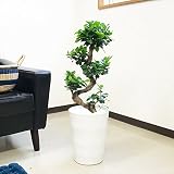 昇り龍樹形 ガジュマルの木 多幸の木 S字 昇り竜 観葉植物 インテリア ガジュマル