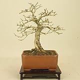 いよじ園 匂い楓 / ニオイカエデ （小品盆栽） 【雑木盆栽】