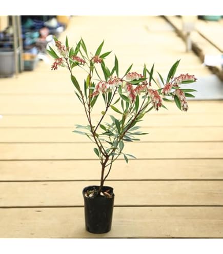 Amazon | SORA 紅花アセビ H700～900mm（鉢底より） | 植木