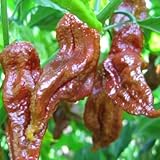 Chili Chocolate Bhut Jolokia - Heirloom hot pepper - 10 seeds