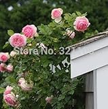 100 Pink Climbing Roses Seeds --semenatsvety perennial garden bonsai flower plant