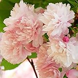 桜 苗木 福禄寿 12cmポット苗 ふくろくじゅ さくら 苗 サクラ