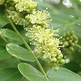 ファー・イースト・フラワーエッセンス (サイカチ)