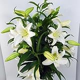 ほんまもん屋 カサブランカ 5本