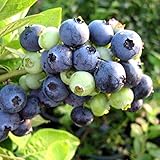 [ラビットアイ系]ブルーベリー：フクベリー4号ポット[晩生で日持ちのよい人気品種！][苗木] ノーブランド品