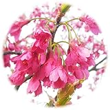 桜 苗木 寒緋桜 12cmポット苗 かんひざくら さくら 苗 サクラ 桜 苗木 寒緋桜 12cmポット苗 かんひざくら さくら 苗 サクラ