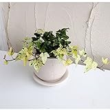 【ノーブランド品】ヘデラ：へリックス白雪姫 陶器鉢植え（皿付）／ステララウンド白S（直径11cm）