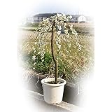 しだれ梅白 八重しだれ梅苗