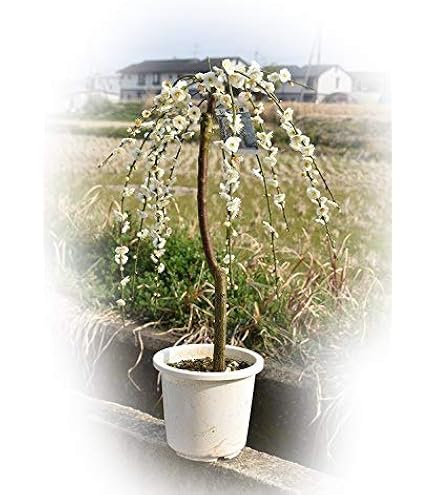 Amazon | しだれ梅 白 八重咲きの白の 枝垂れ梅苗 | 植木