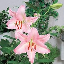 51ffsVJ1bLL._AC_UL210_SR210,