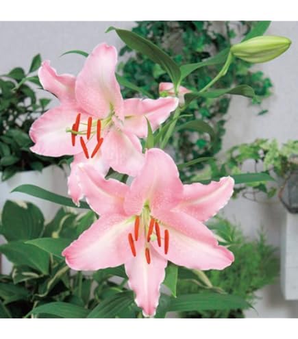 Amazon.co.jp: ピンク カサブランカ 球根 【 ジャンボ 球】1球