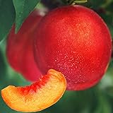 国華園　果樹苗　モモ　選抜スイートビーナス＆ジャンボ白鳳（受粉樹）　2種2株【※発送が国華園からの場合のみ正規品です】